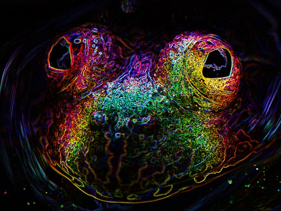 Kerry Kriger Glowing Frog Art