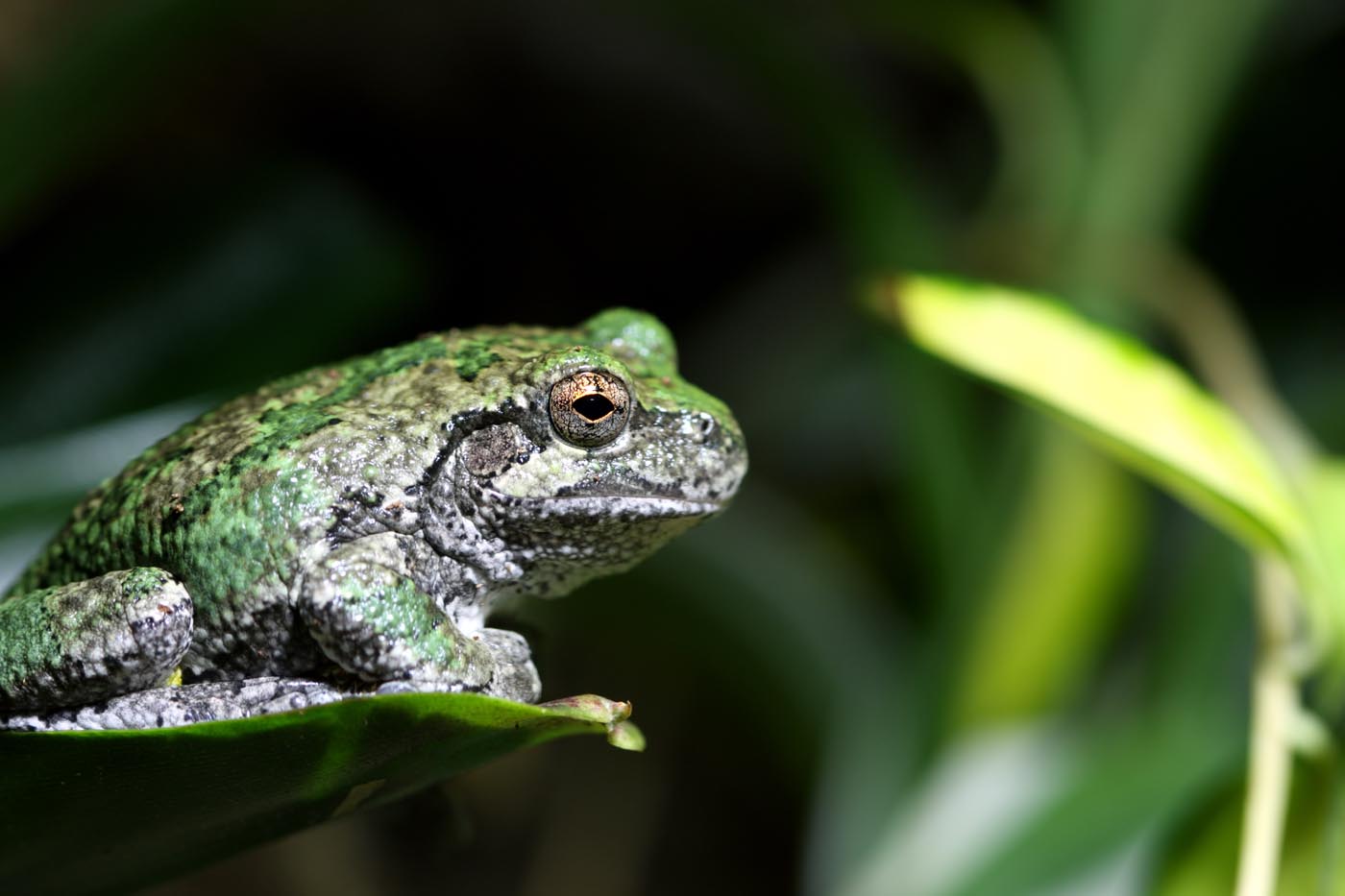 Rã cinza Hyla chrysoscelis