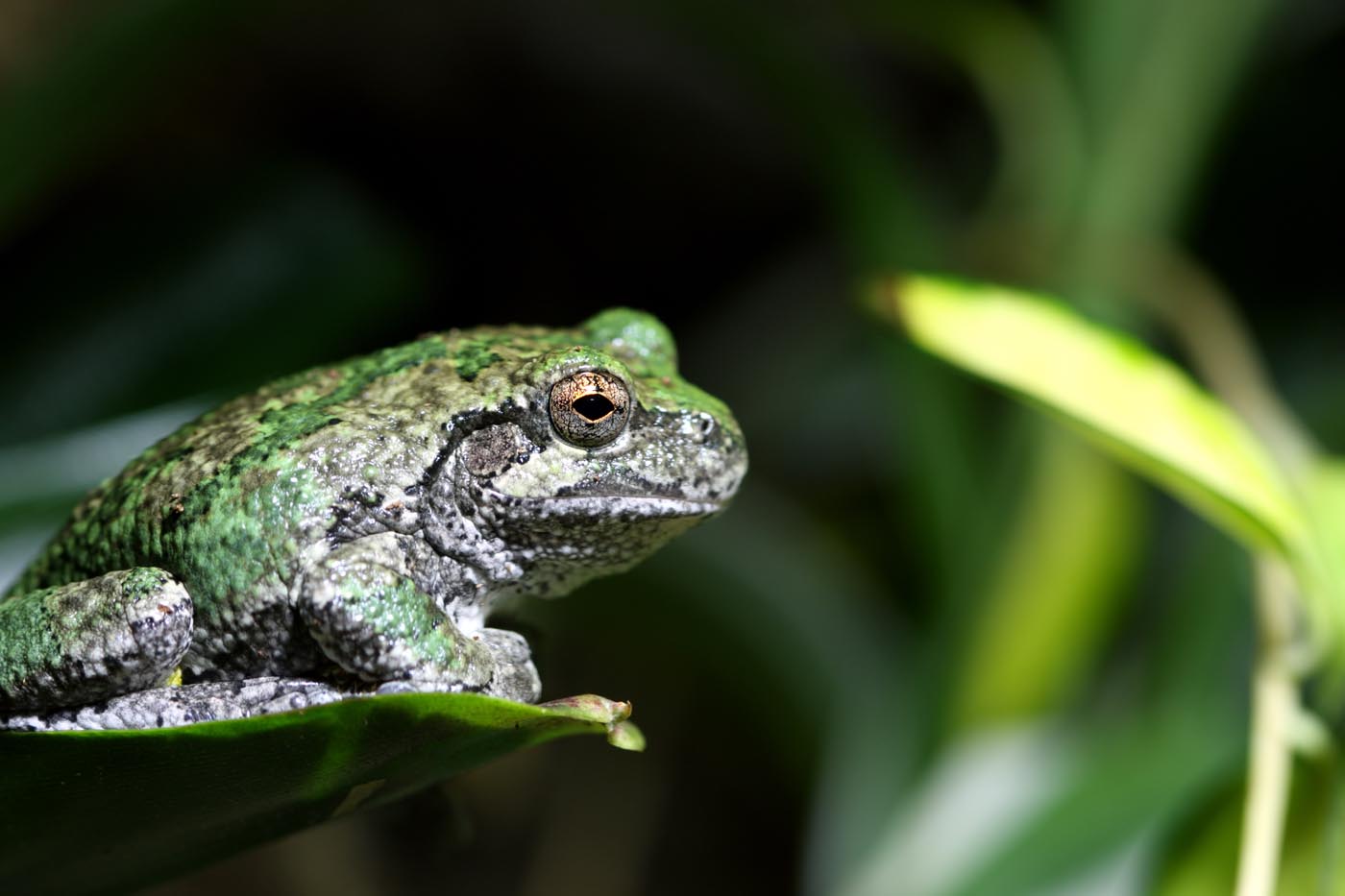 Rana de Árbol Gris Hyla chrysoscelis