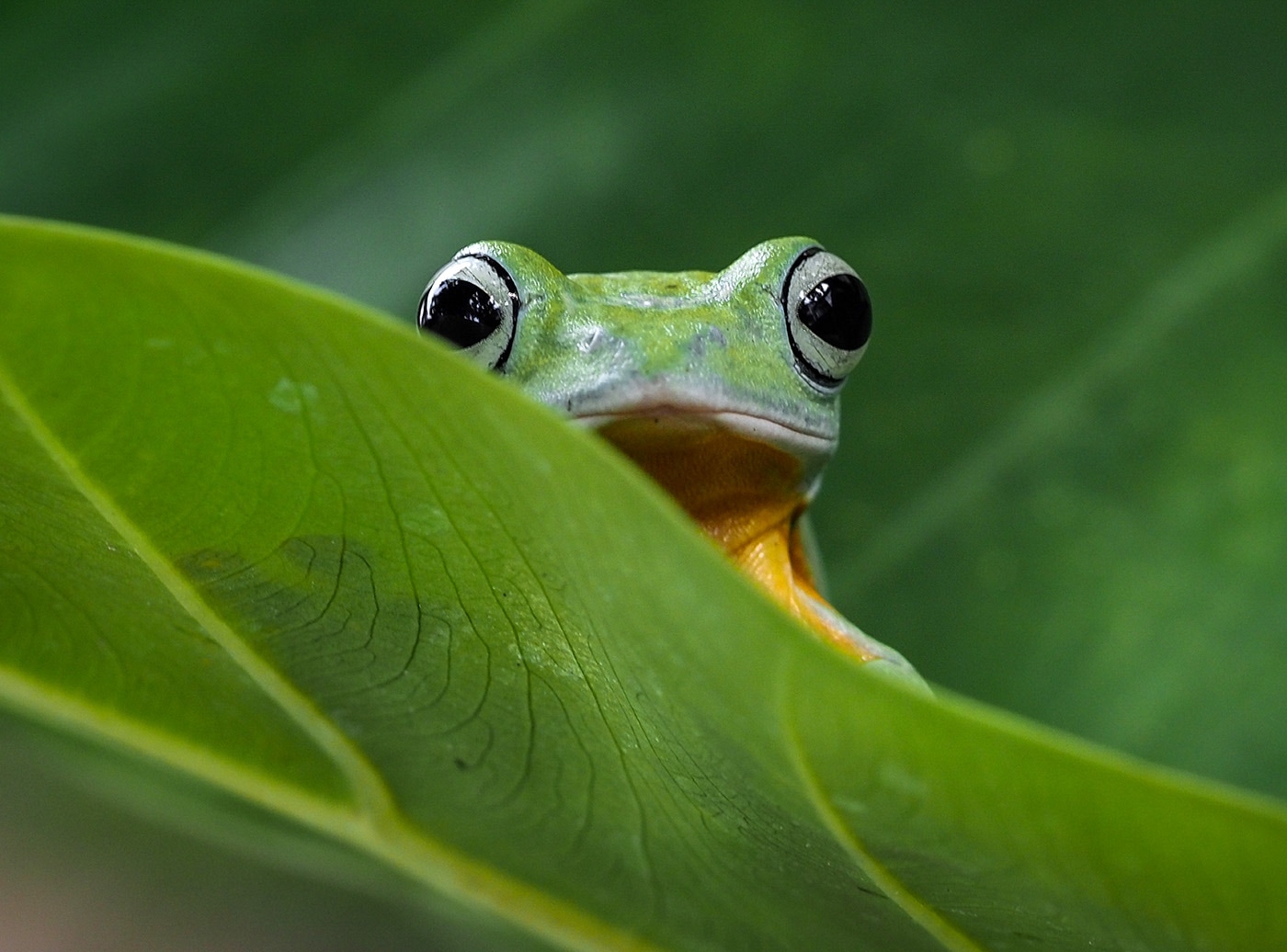 green-frog-leaf-wildlife-habitat-envato