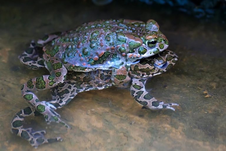 9 Things You Didn’t Know About Save The Frogs Day