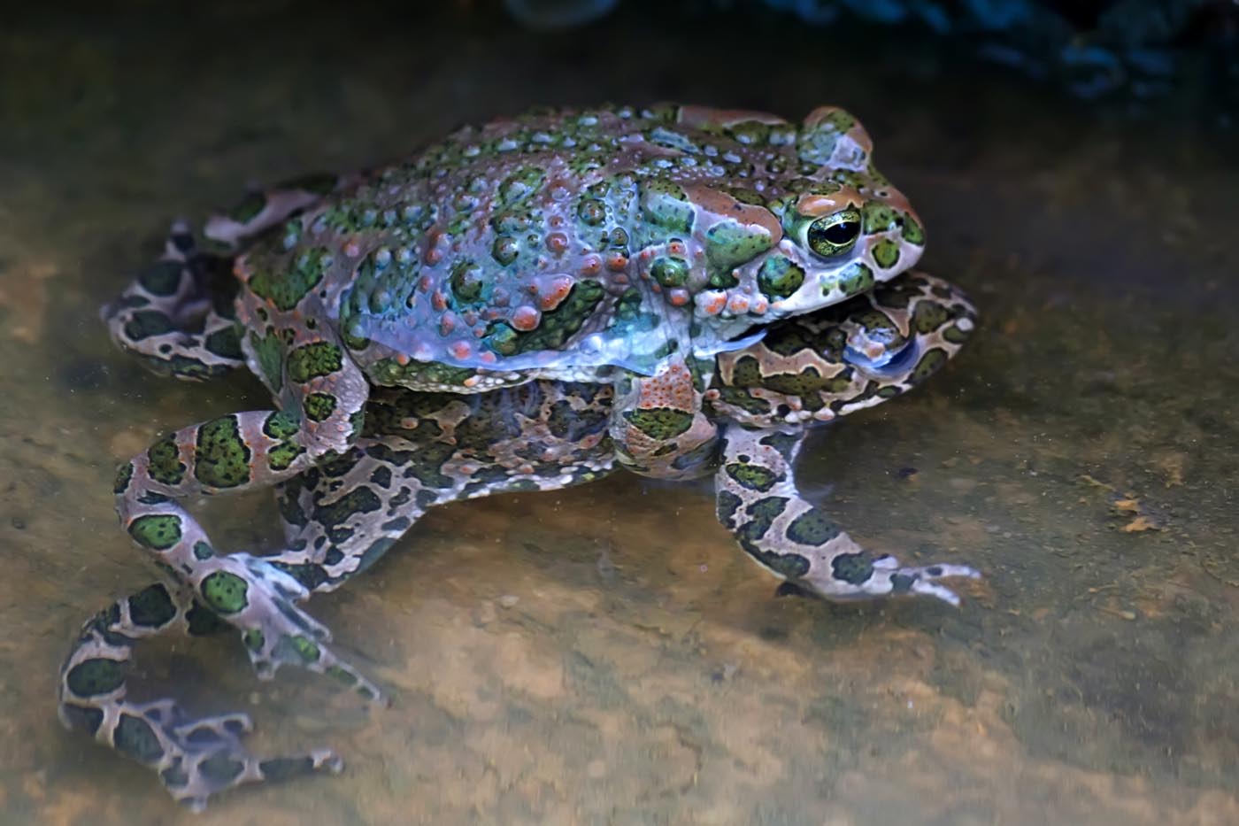 Green toads mating Bufo viridis