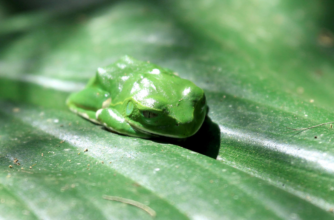 Green Tree Frog - Bigodi Wetlands - Uganda, Africa