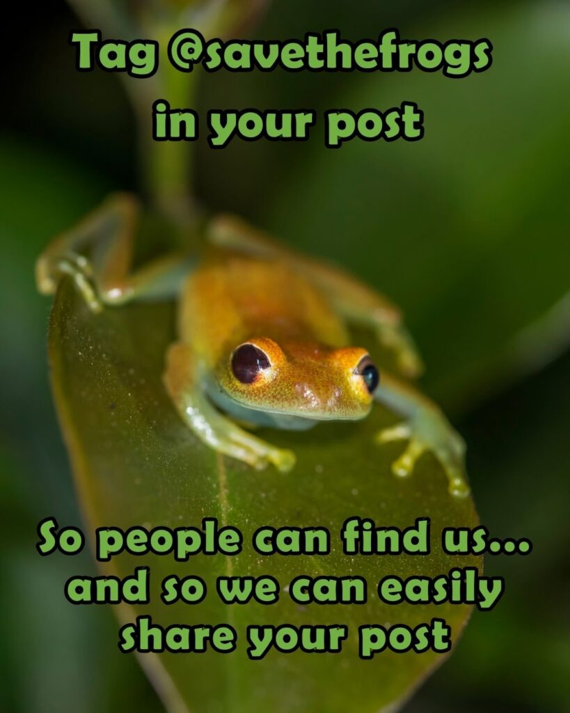 How To Post About Save The Frogs Day Vertical 4x5 3