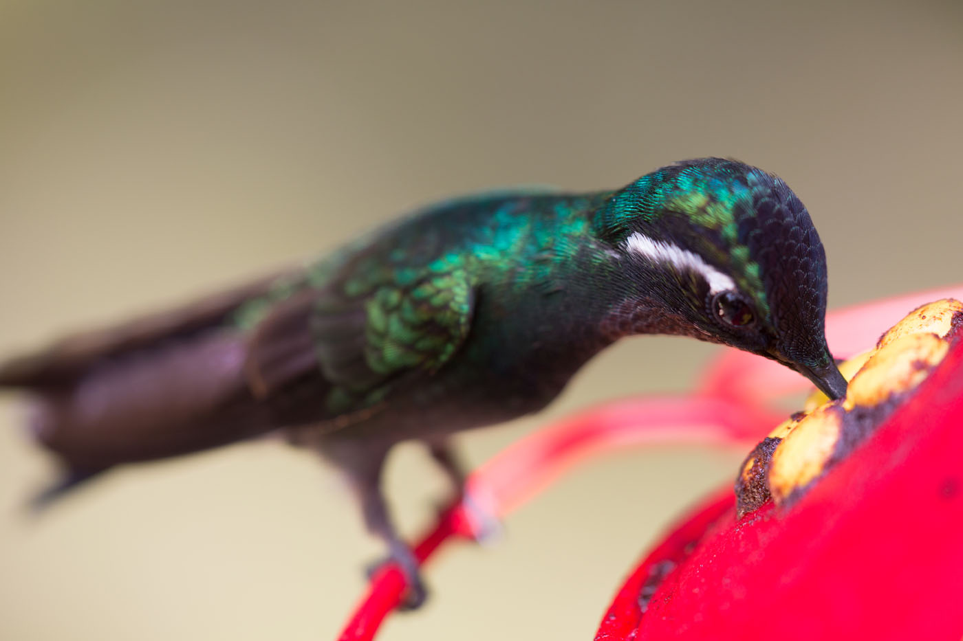 hummingbird-in-costa-rica