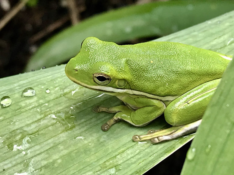 Saving The Louisiana Frogs