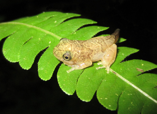 SAVE THE FROGS! Ghana To Co-Host The 17th African Amphibian Working Group Meeting
