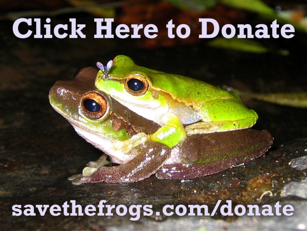 icona-dona-clicca-qui-litoria-pearsoniana foto kerry kriger 