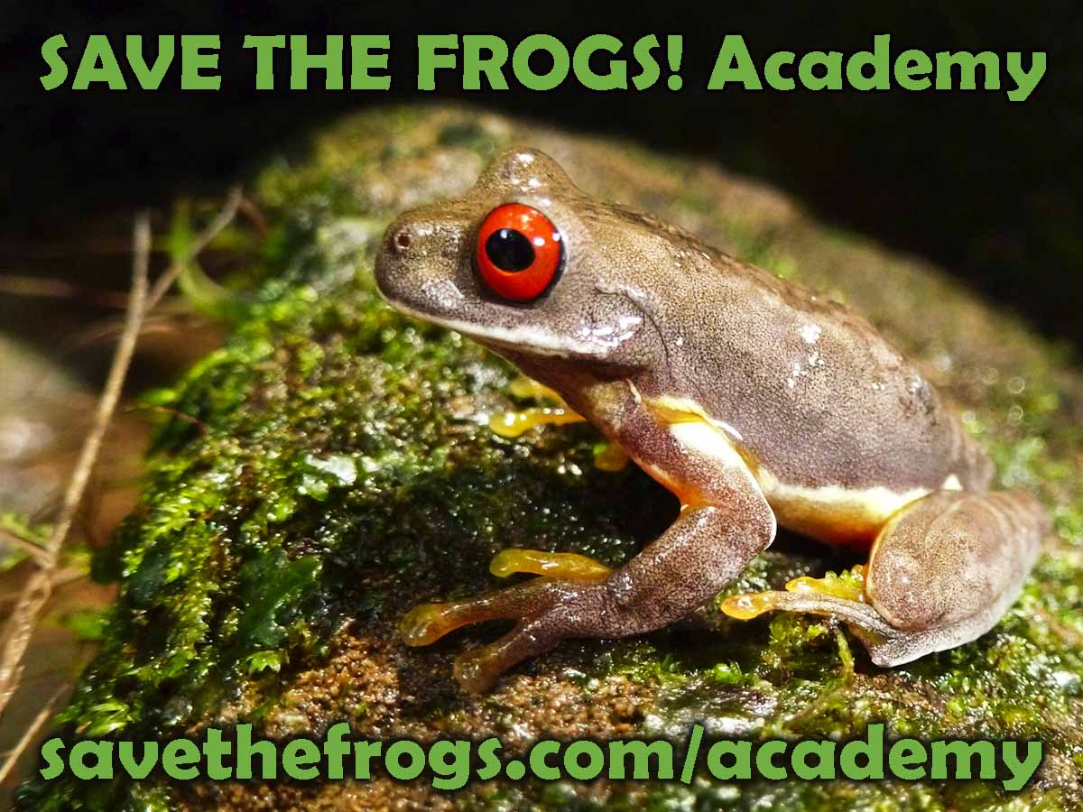 SAVE THE FROGS! Academy And The Online Learning Revolution