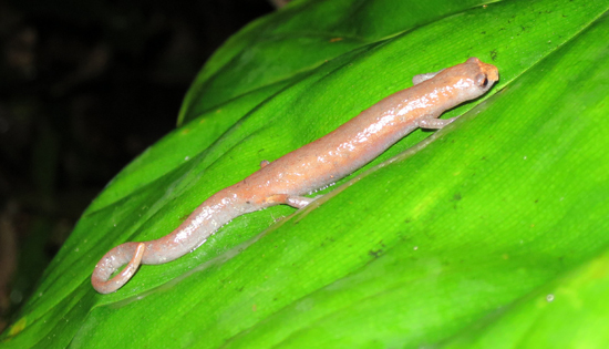 ecuador salamander