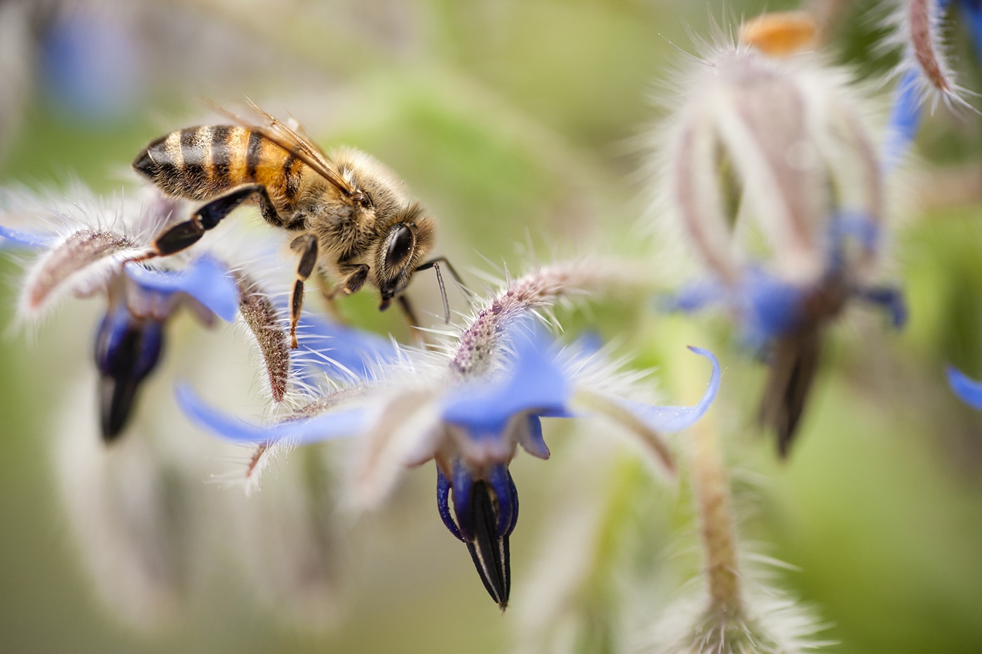 insect-on-flower-envato-bees-backyard-habitat-wildlife