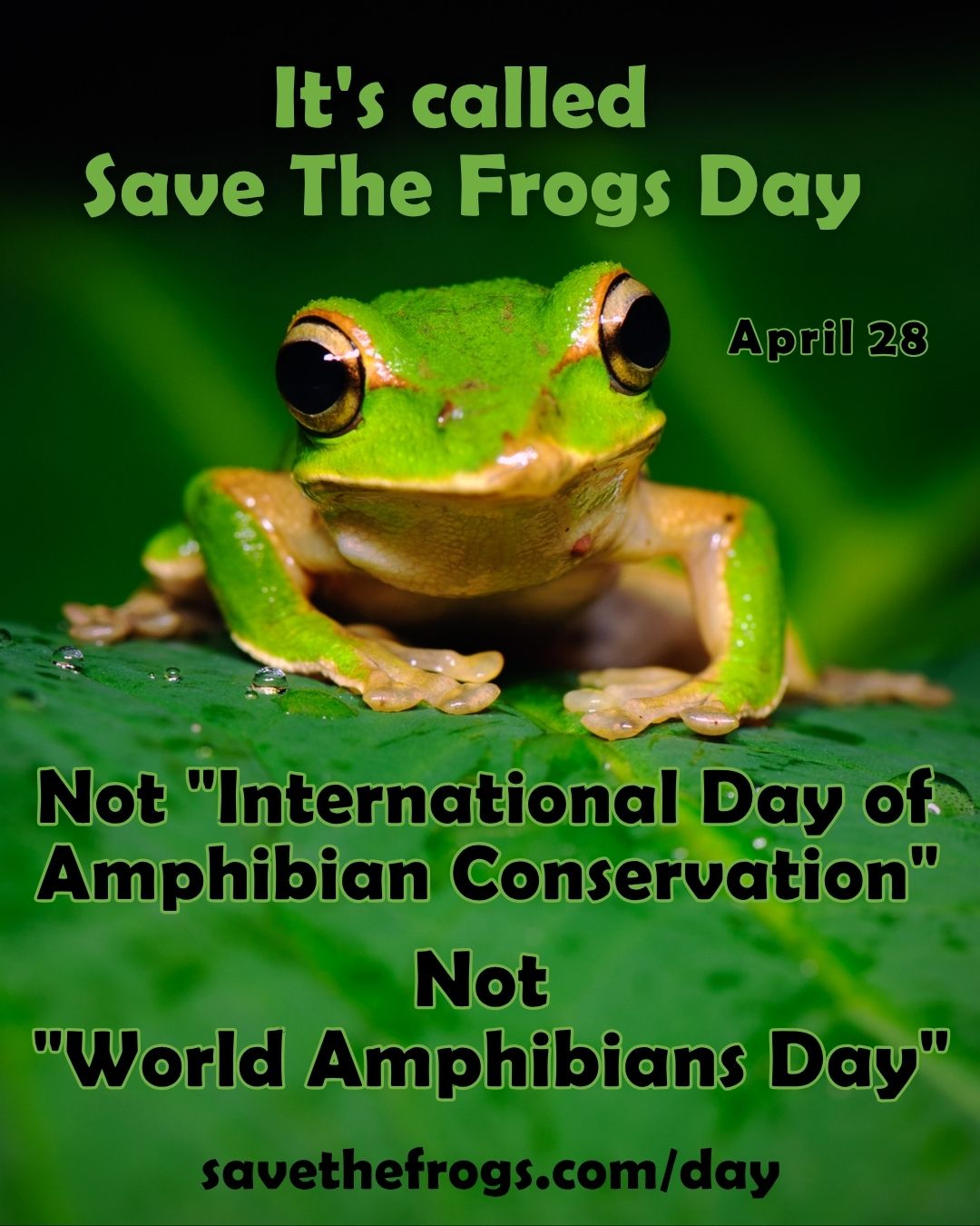 Its Called Save The Frogs Day Vertical 4x5 1