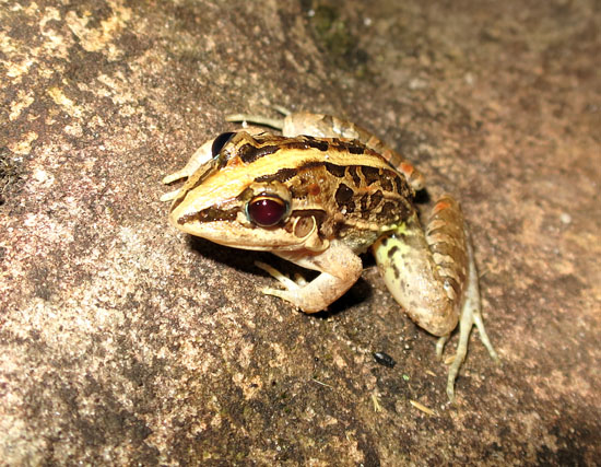 leptodactylus gracilis