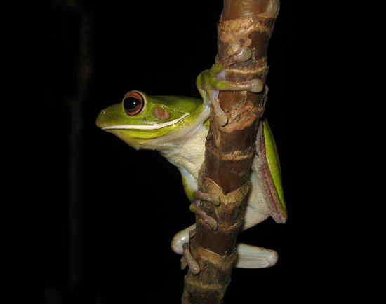 litoria infrafrenata white lipped treefrog