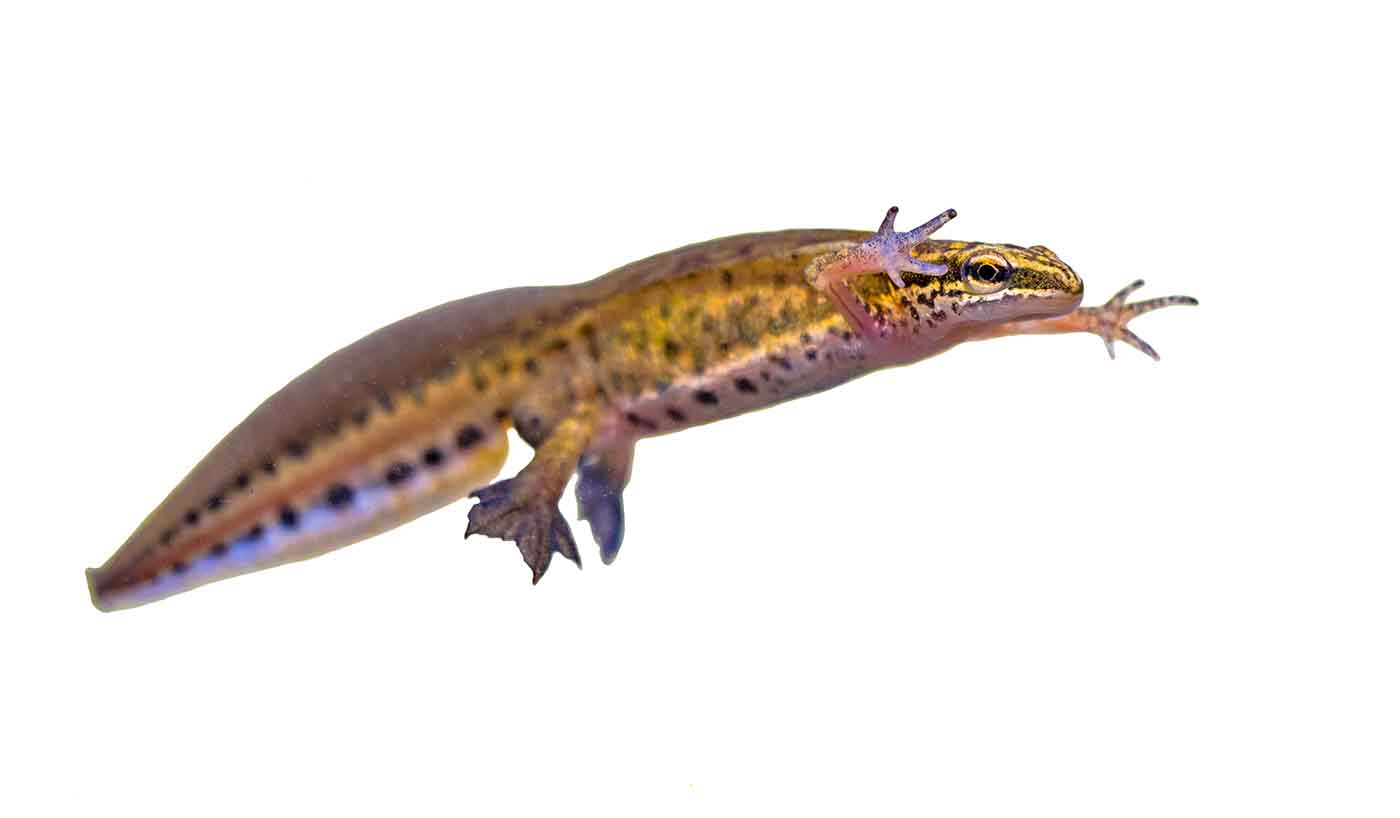 male palmate newt swimming