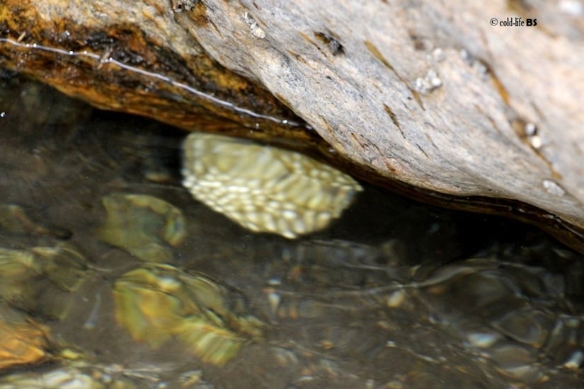 manaslu Paha egg mass in clumps biraj shrest