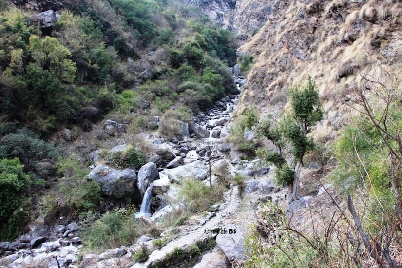 Manaslu stream frog paha habitat à Manaslu biraj shrestha