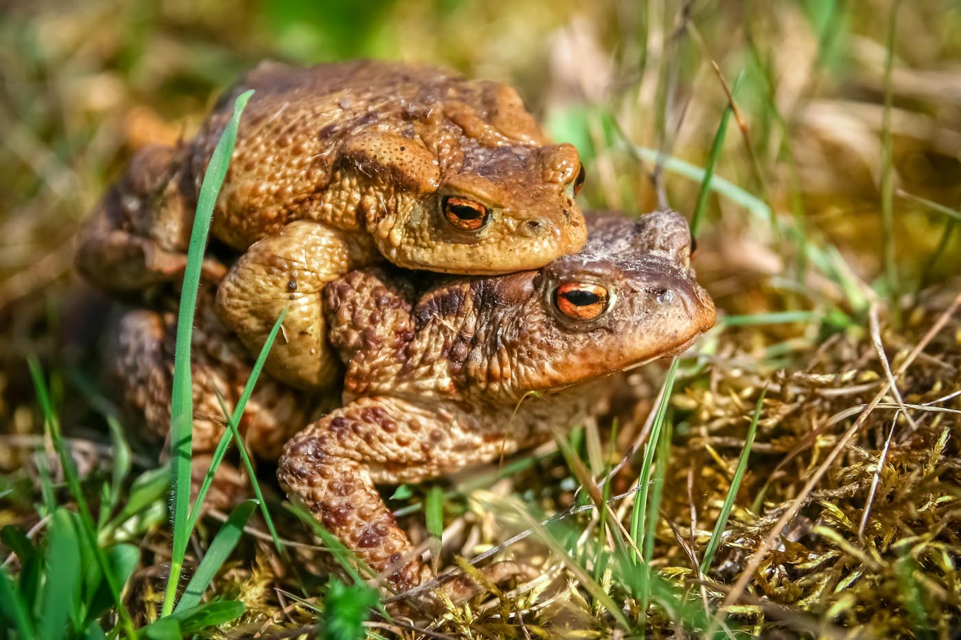 mating frogs in spring