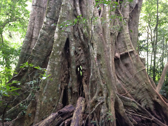 monteverde tree