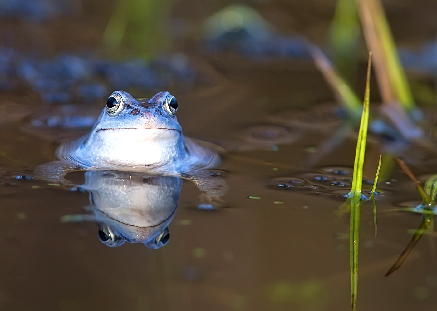 frog pond