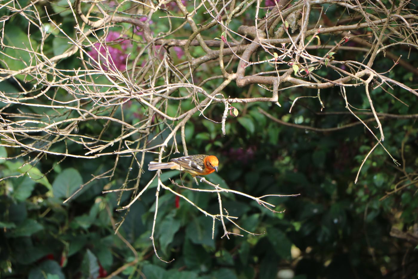 orange bird 2