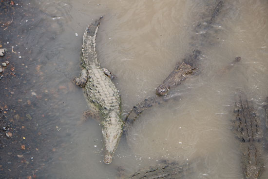 pacific tarcoles crocodiles overhead 1