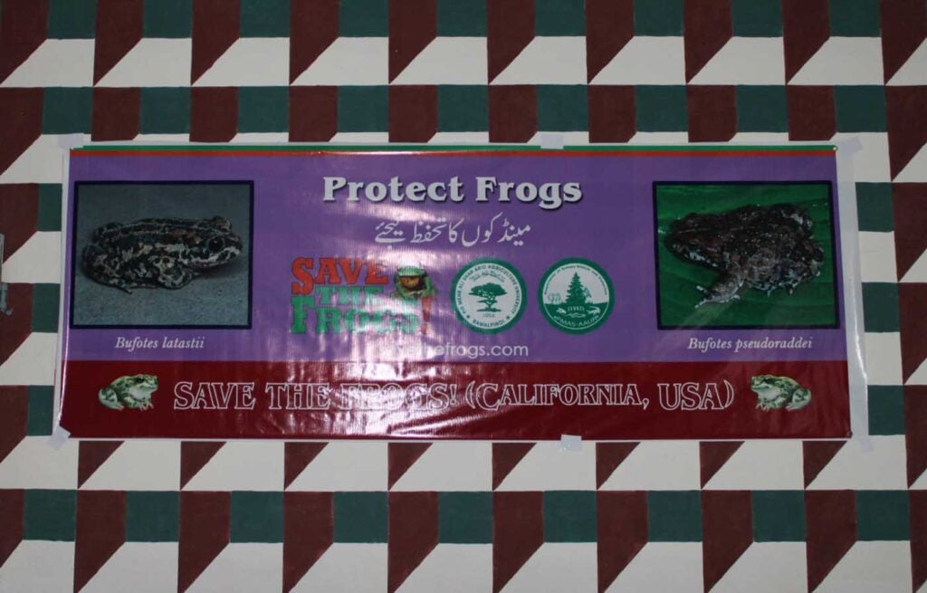 Pakistan Ghs Bilalabad Day 1 Save The Frogs Day 2026 Ahmed Junaid 04