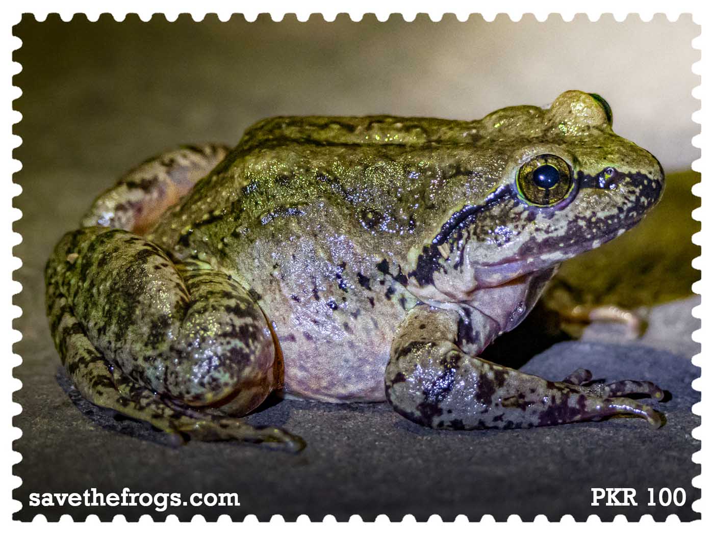 Pakistan Save The Frogs Day 2026 Stamp 1 Ahmed Junaid