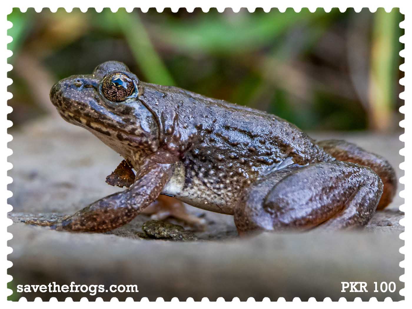 Pakistan Save The Frogs Day 2026 Stamp 2 Ahmed Junaid