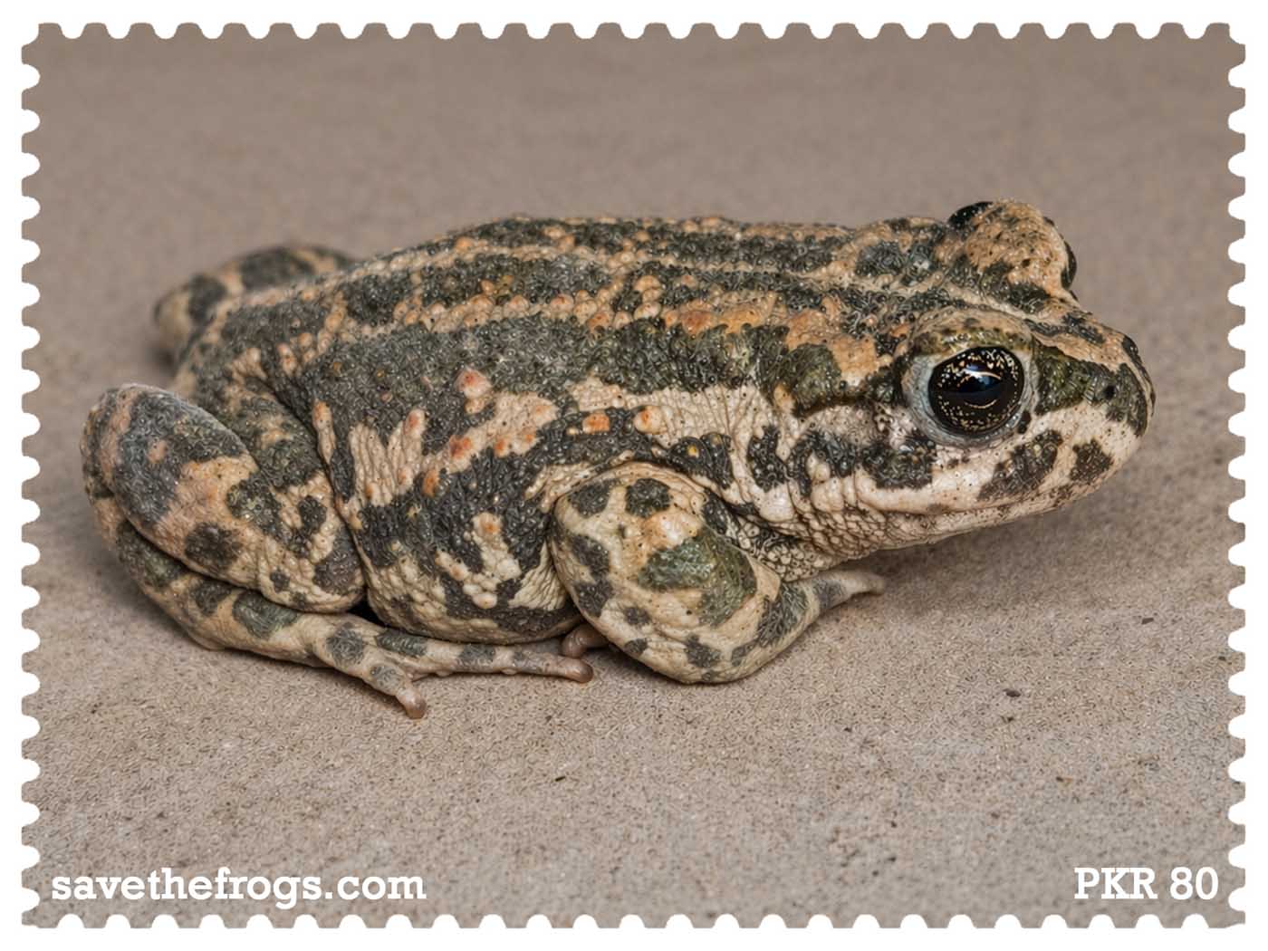 Pakistan Save The Frogs Day 2026 Stamp 3 Ahmed Junaid