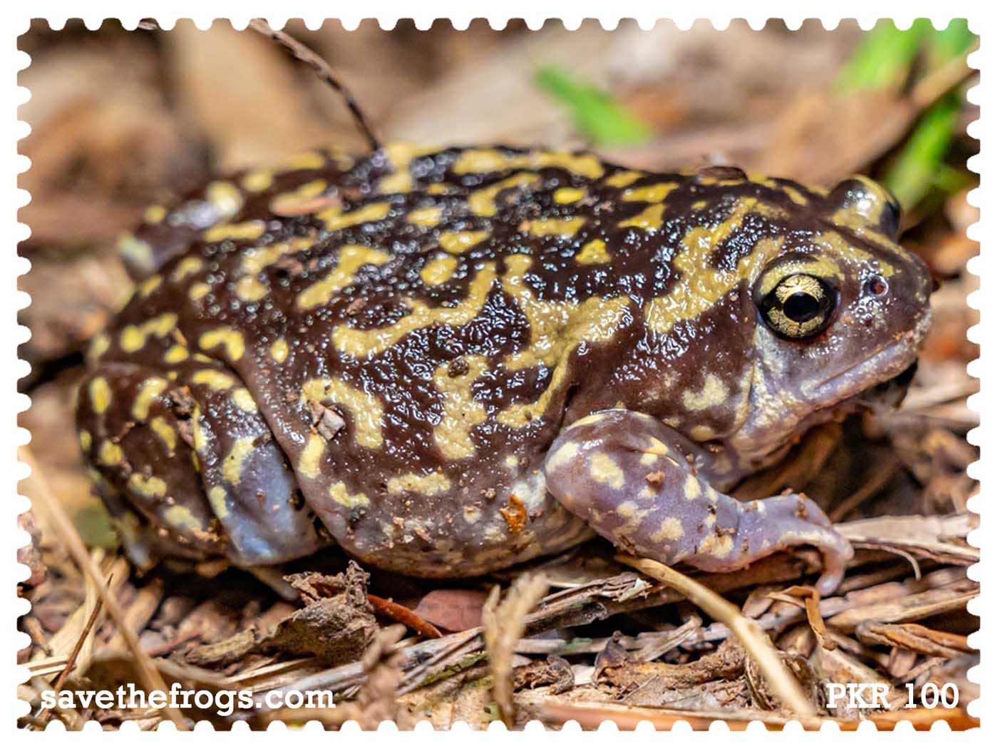 Pakistan Save The Frogs Day 2026 Stamp 4 Ahmed Junaid