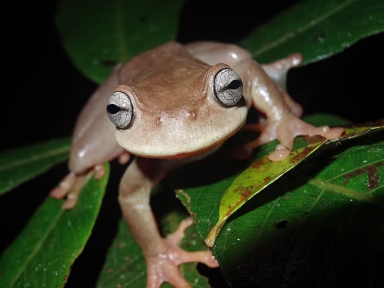 plectrohyla exquisita