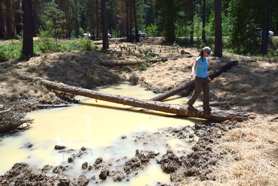 Wetland Success in Plumas National Forest