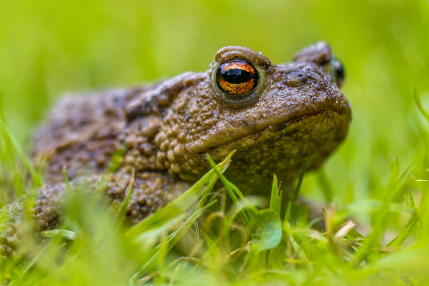 Portrait of a Common toad Bufo bufo