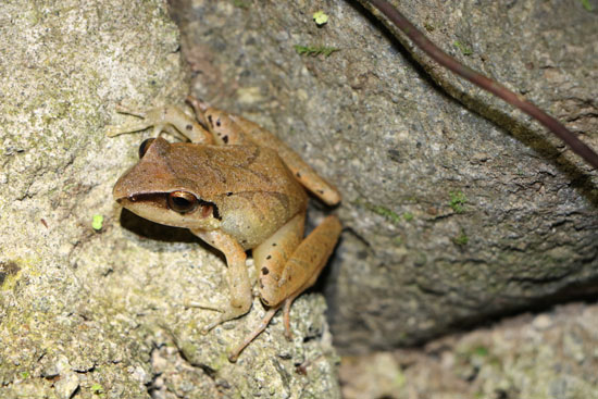 Pristimantis achatinus frog