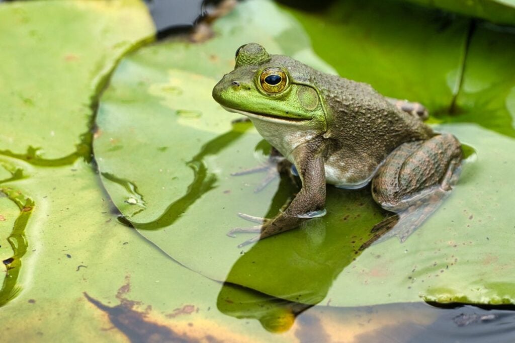 rana-catesbeiana-american-bullfrog-pexels-pete-weiler