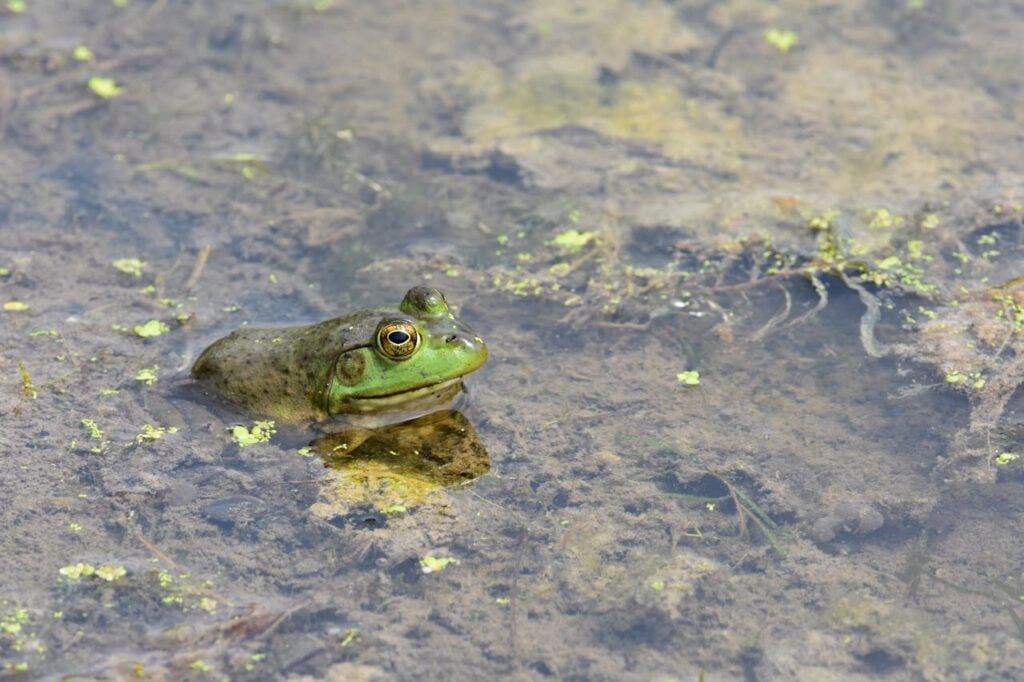 rana-catesbeiana-american-bullfrog-pexels-thomas-shockey