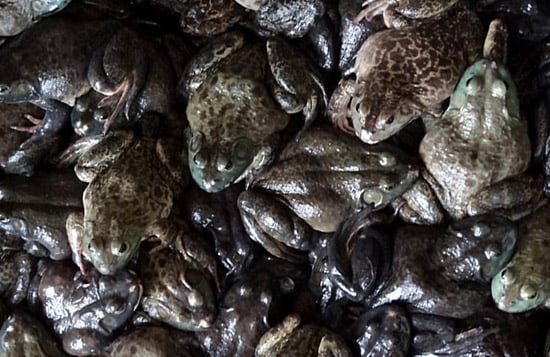 Dari Kolam ke Piring: Bullfrogs di Chinatown, San Francisco