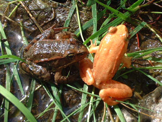 California Red-Legged Frogs