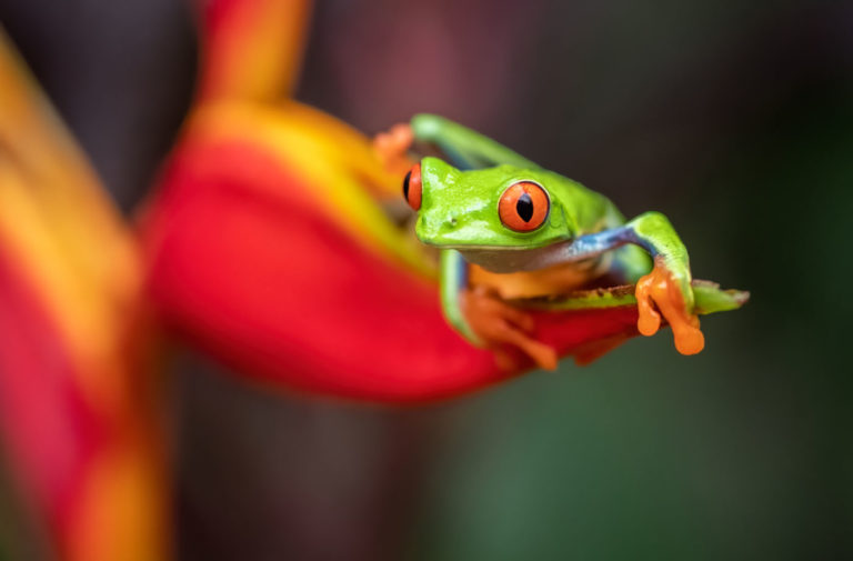Frog-Focused Ecotourism In Costa Rica