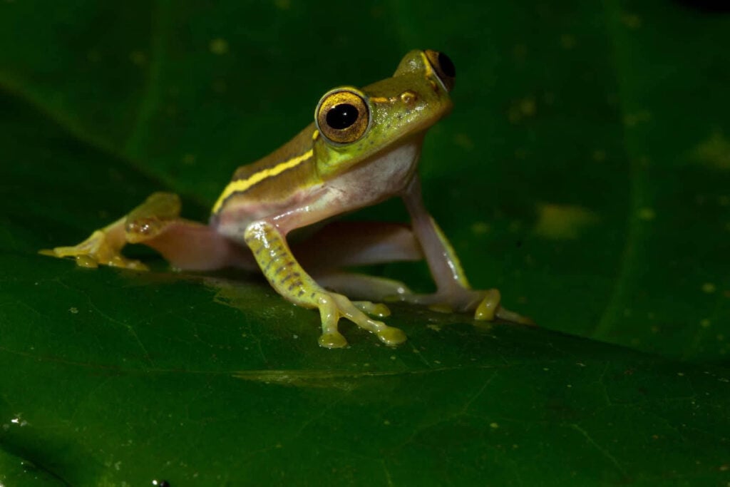 Rhacophorus Lateralis David Raju India