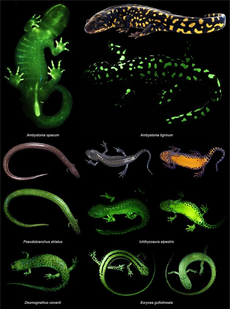 salamanders glow