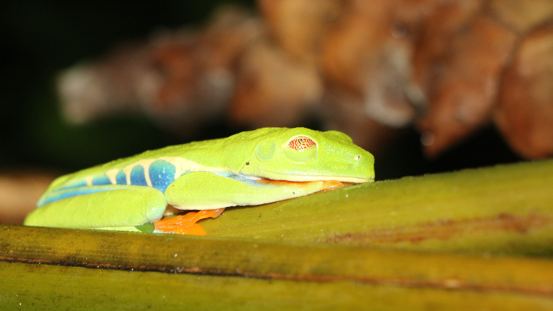 Bring Your Family On A Costa Rica Ecotour