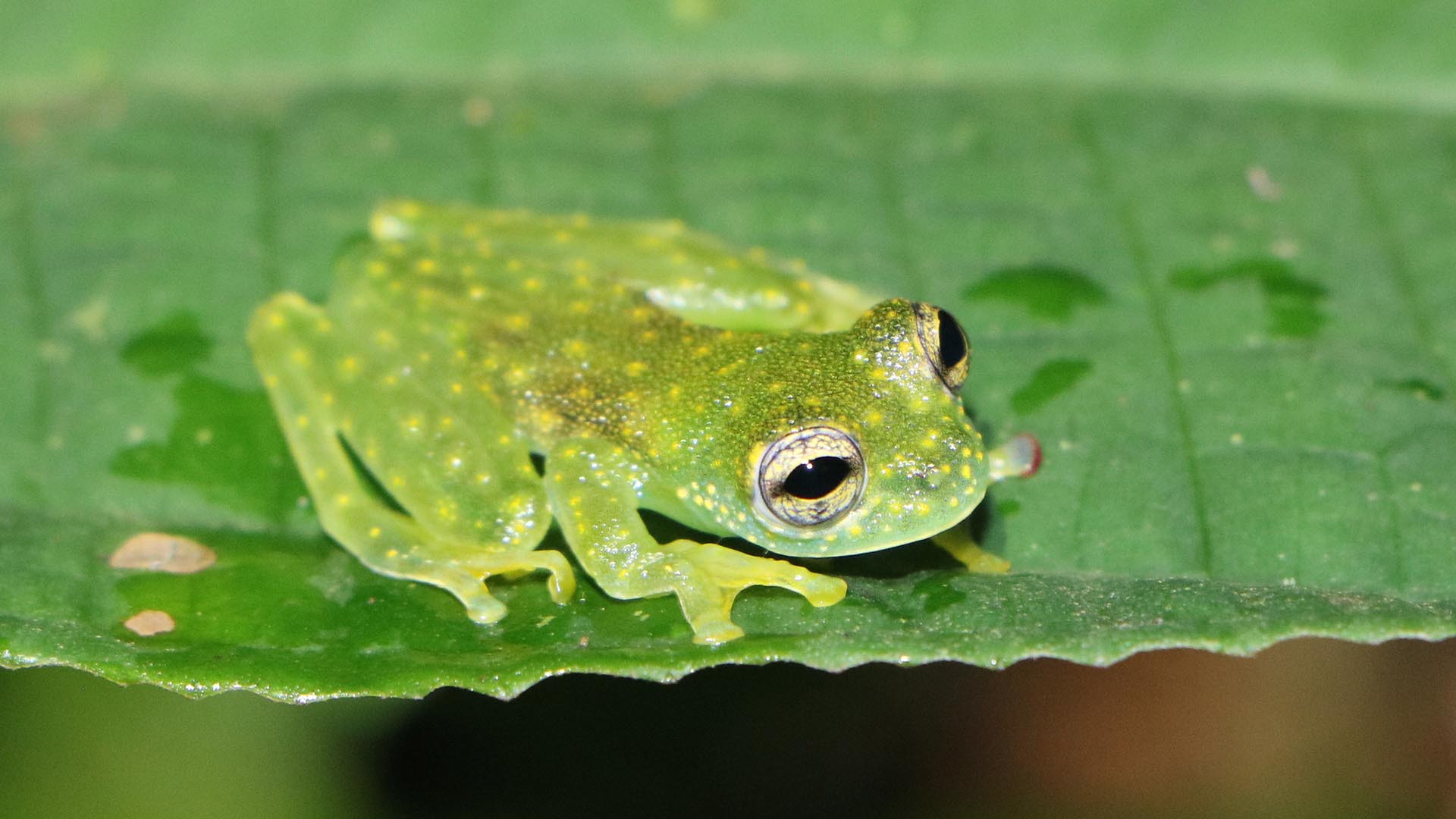 Join the 2022 SAVE THE FROGS! Costa Rica Ecotour For Families