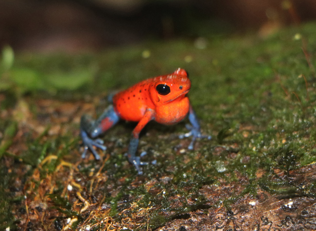 Frog Family Costa Rica