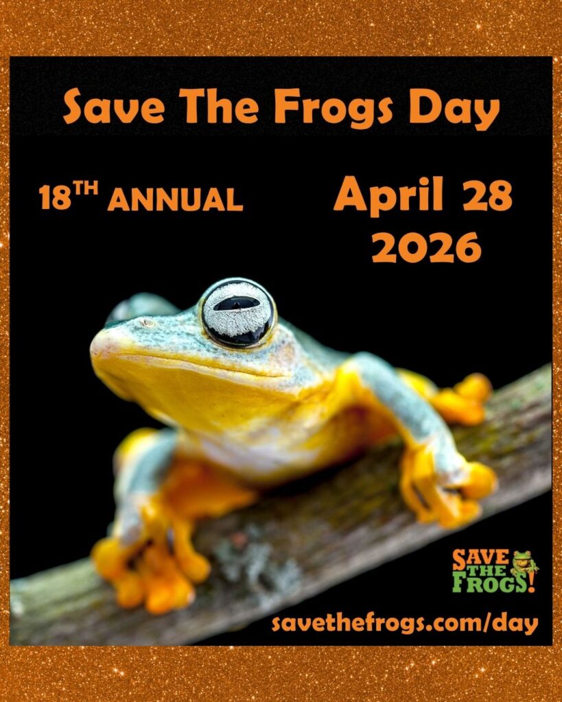 Save The Frogs Day 2026 Icon Blue Flying Frog Vertical 4x5 1