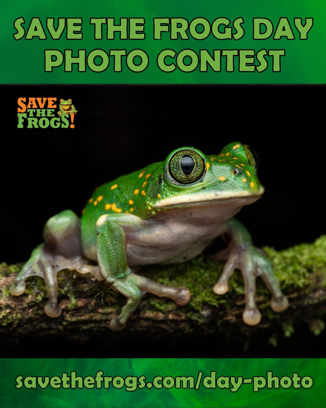 Save The Frogs Day Photo Contest 4x5 Vertical 1080