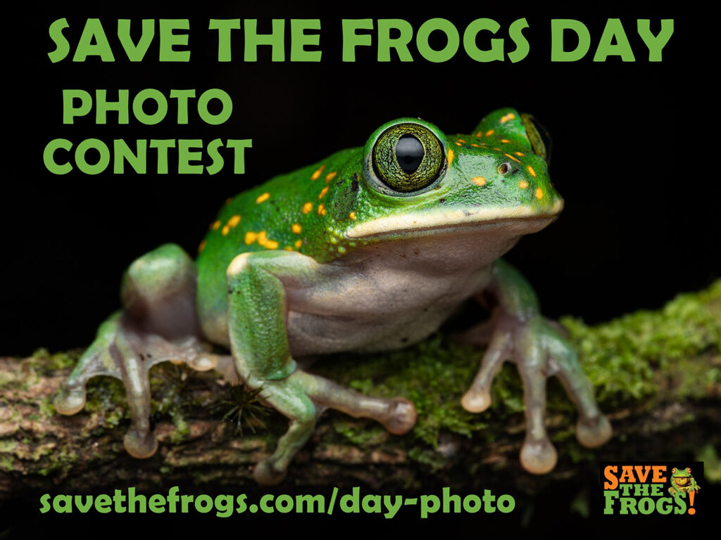 Save The Frogs Day Photo Contest Icon 4x3 1400