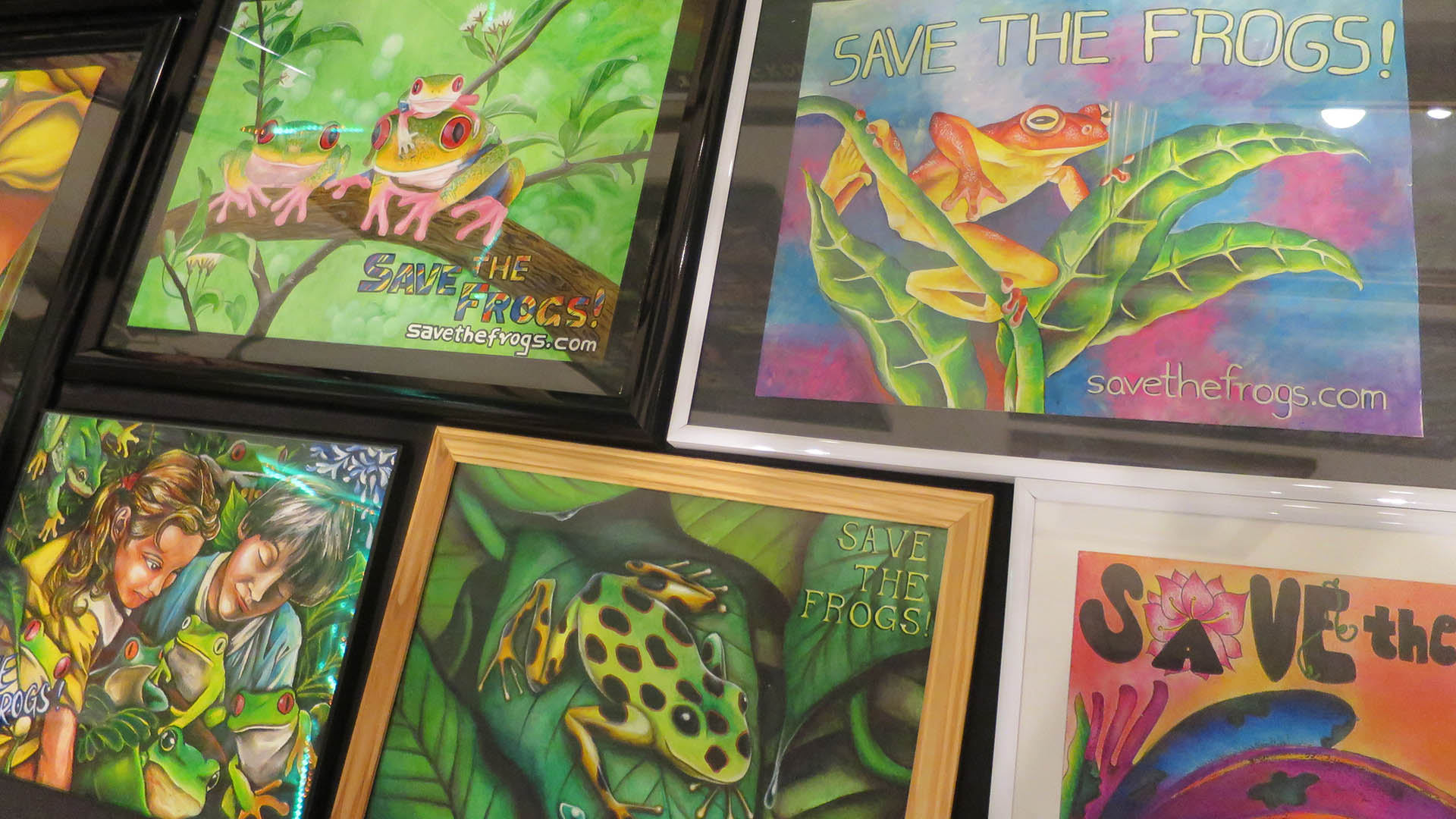 Save The Frogs Art