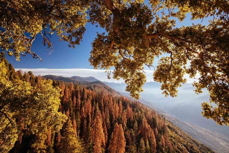 Sequoia-National-Park-Envato